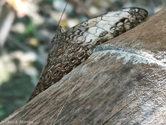 Hamadryas amphichloe