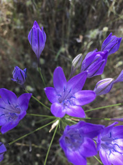 Triteleia bridgesii