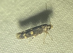 Trypanisma prudens