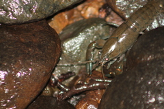 Cherax destructor
