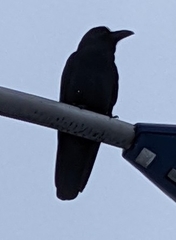 Corvus macrorhynchos