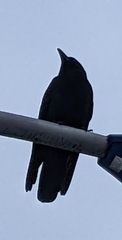Corvus macrorhynchos