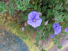 Convolvulus sabatius