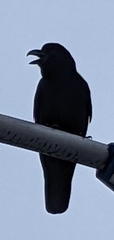 Corvus macrorhynchos