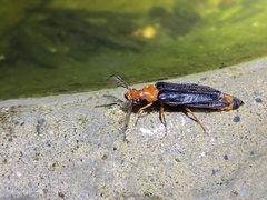 Zarhipis integripennis