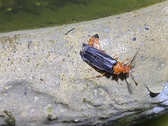 Zarhipis integripennis