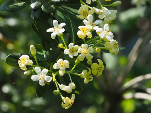 Pittosporum tobira
