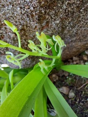Liparis reflexa