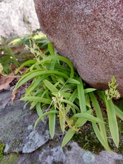 Liparis reflexa