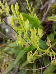 Liparis reflexa