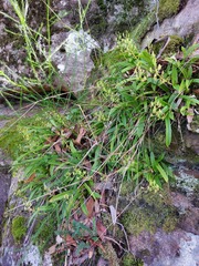 Liparis reflexa