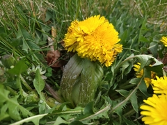 Taraxacum officinale
