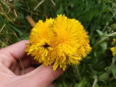 Taraxacum officinale
