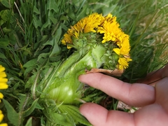 Taraxacum officinale