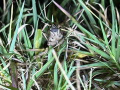 Lepidoptera