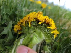 Taraxacum officinale