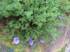 Convolvulus sabatius