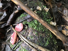 Phillipsia subpurpurea