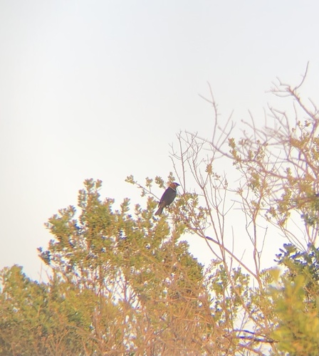 iNaturalist observation photo of Brown-headed Cowbird