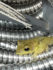 Osteopilus septentrionalis