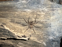 Selenops mexicanus