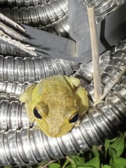 Osteopilus septentrionalis