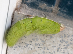 Automeris