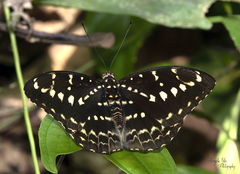Lexias canescens pardalina
