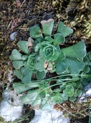 Rosularia