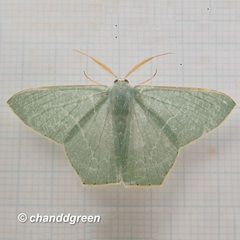 Thalassodes immissaria