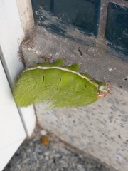 Automeris