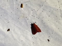 Arctioblepsis rubida