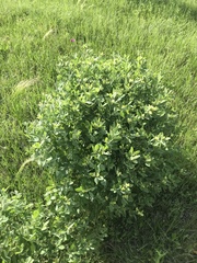 Baptisia nuttalliana