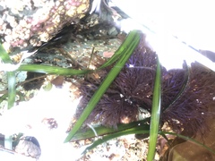 Odonthalia floccosa