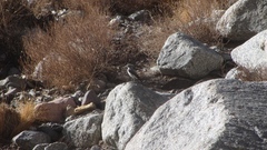 Muscisaxicola cinereus