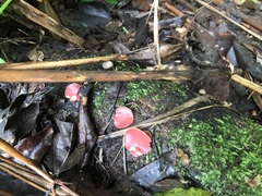 Phillipsia subpurpurea