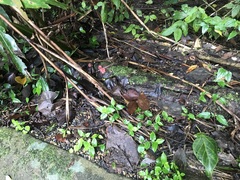 Phillipsia subpurpurea