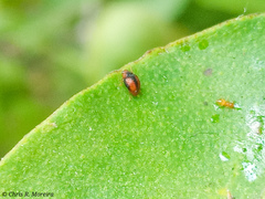 Scymnobius ecuadoricus