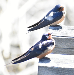 Hirundo rustica