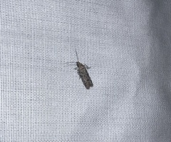 Lepidoptera