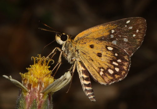 Astictopterus stellata