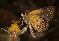 Astictopterus stellata mineni