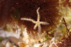 Ophiothrix spiculata image