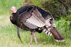 Meleagris gallopavo mexicana