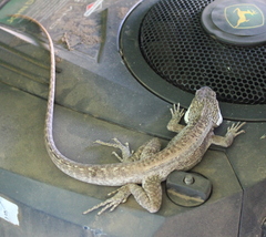 Amphibolurinae