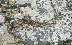 Gracilaria