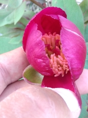 Paeonia kesrouanensis