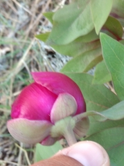 Paeonia kesrouanensis