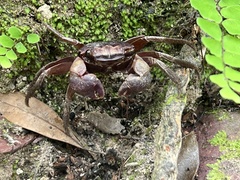 Orisarma patshuni