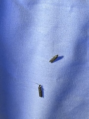 Lepidoptera